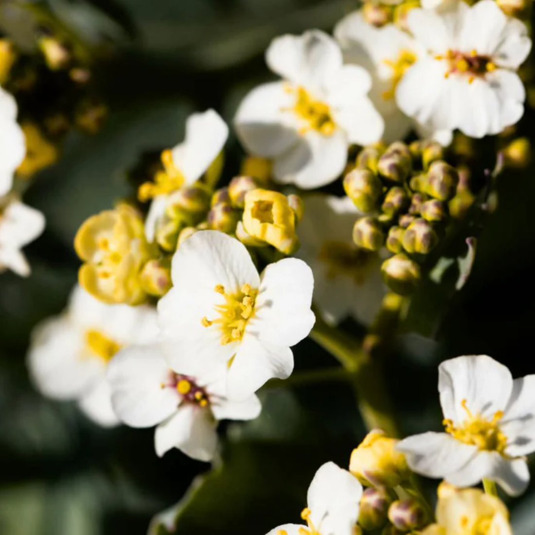 Key Ingredients: Abyssinian Oil