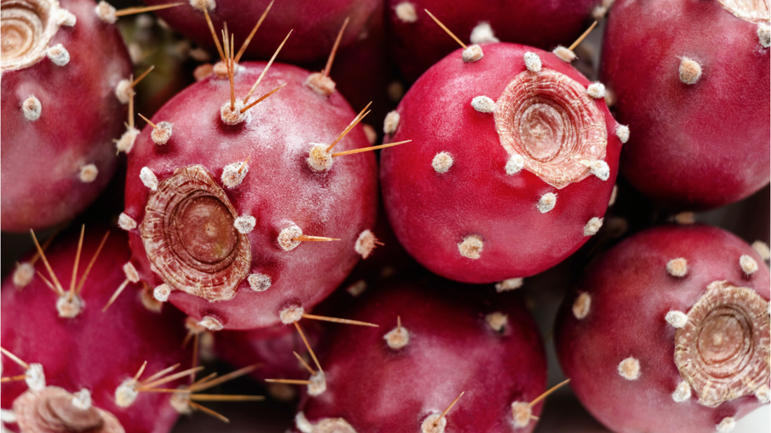 prickly pear seed oil